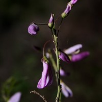 Mundulea sericea (Willd.) A.Chev.